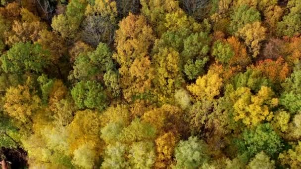 Jesienna Natura Kolorowe Szczyty Drzew Liściastych Lesie Jesienią Jasne Kolory — Wideo stockowe