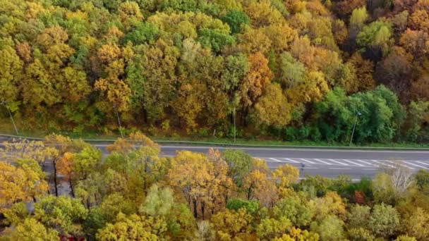Estrada Floresta Carros Movimento Uma Estrada Sobre Fundo Árvores Coloridas — Vídeo de Stock