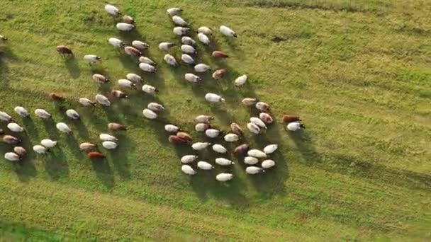 Rebanho Animais Campo Movimento Ovelhas Fazenda Fofas Prado Verde Ovelhas — Vídeo de Stock