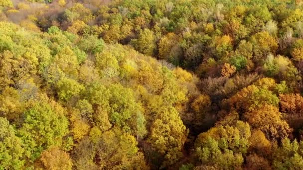 Belo Outono Árvores Amarelas Floresta Temporada Outono Paisagem Incrível Cores — Vídeo de Stock