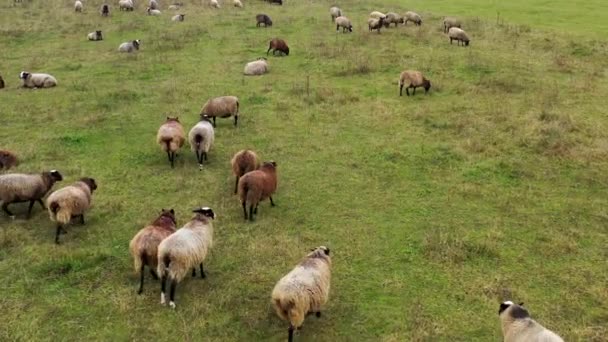 Zabawna Tłusta Owca Spacerująca Łące Zwierzęta Gospodarskie Pastwiskach Stado Zwierząt — Wideo stockowe