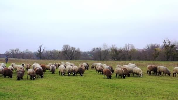 Owce Pastwisku Stado Puszystych Zwierząt Domowych Jedzących Trawę Wsi Zwierzęta — Wideo stockowe