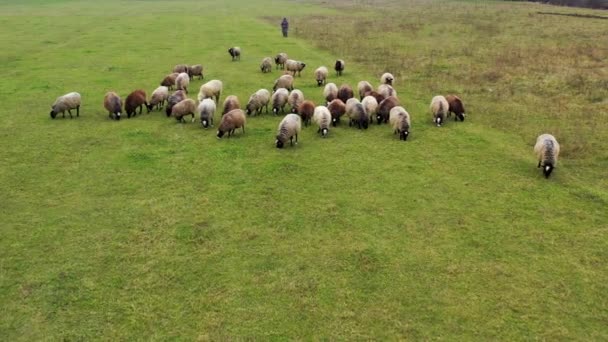 Stado Owiec Spacerujących Pastwisku Piękna Brązowo Biała Owca Pasąca Się — Wideo stockowe