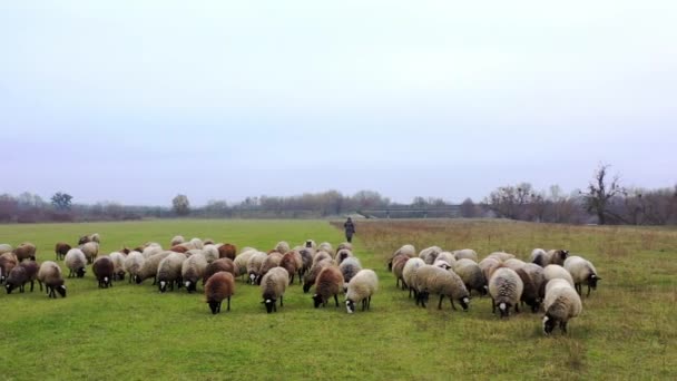 Ovelhas Pastando Final Outono Pastorear Ovelhas Num Campo Grupo Animais — Vídeo de Stock