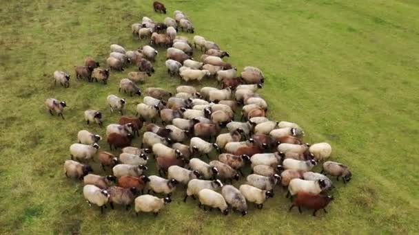 Ovelhas Rebanho Alimentando Grama Campo Verde Grupo Belos Animais Lanosos — Vídeo de Stock