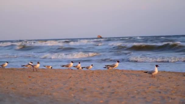 Γλάροι Στην Παραλία Σμήνος Γλάρων Που Κάθονται Και Πετούν Στην — Αρχείο Βίντεο