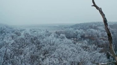 Kış ormanının havadan görünüşü. Soğuk bir günde, kış ormanlarının havadan görünüşü.