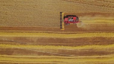 Tahıl tarlası hasat ediyorum. İnsansız hava aracının üst görüntüsü biçerdöver tarım makinesini birleştirir altın olgunlaşmış buğday tarlasında yolculuk eder.