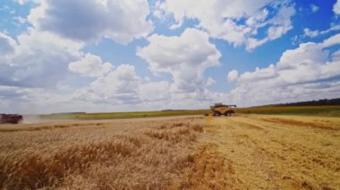Tarlada hasat yapan makineler. Hasat makinesini tarlada yetişmiş altın buğday toplamak için birleştirin.