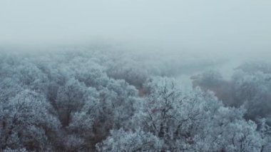 Karla kaplı orman. Bir kış manzarasının hava aracı görüntüsü