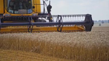 Arazinin birleşimiyle hasat. Çiftlik, çiftlikte olgunlaşmış sarı buğdayı hasat ediyor.