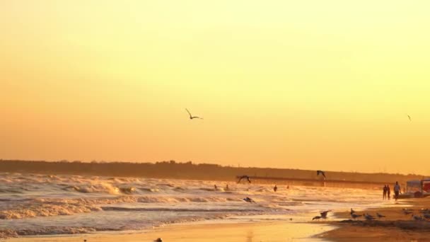 Möwe Mit Sonnenuntergang Hintergrund Möwenvögel Fliegen Neben Der Küstenlinie — Stockvideo