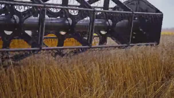 Комбайн Збирає Пшеницю Крупним Планом Вид Сучасний Комбайн Дії — стокове відео