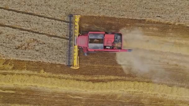 Hasat Makinesini Yerinde Birleştirin Hasat Makinesinin Üst Görüntüsü Buğdayı Toplar — Stok video
