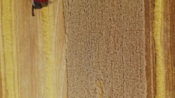 Сбор Урожая Пшеничного Поля Вид Воздуха Комбинат Работающий Большом Пшеничном — стоковое видео