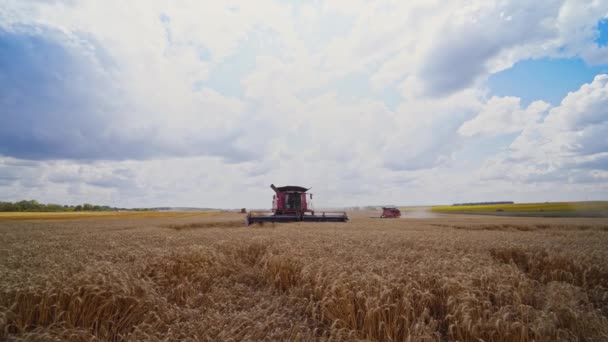 Комбайн Різання Пшениці Збирання Процесі Збору Стиглого Врожаю Полів — стокове відео