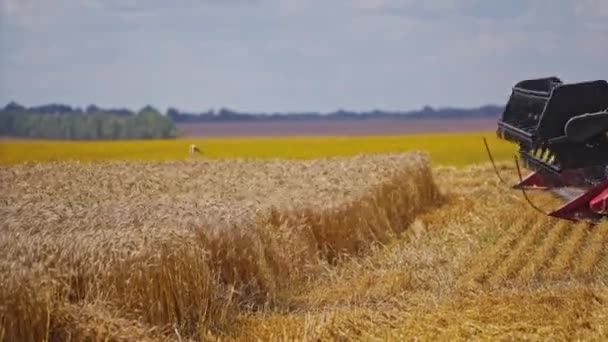 Вид Сільський Пейзаж Комбайн Роботі Збирання Пшениці Сільських Умовах — стокове відео