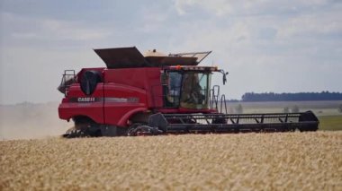 Buğday tarlasında hasat makinesini birleştirin. Buğday tarlasında hasat işliyor.