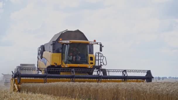 Збирання Сільськогосподарської Продукції Сільського Господарства Збір Пшеничного Поля Комбайном — стокове відео