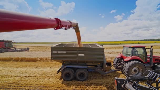 谷物过载到拖拉机拖车上 拖拉机 拖车与从上传机上卸下粮食的联合收割机并排工作 — 图库视频影像