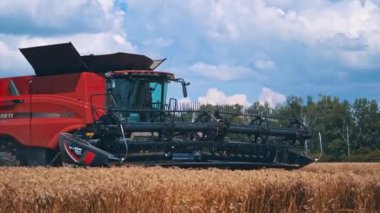 Mısır hasadını birleştirmek. Tarım makinesi altın olgun buğday topluyor.