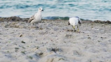 Martılarla dolu deniz manzarası. Deniz kıyısına karşı martı portresi