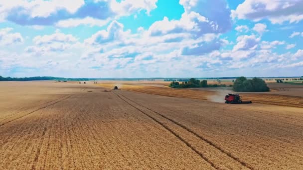 美しい小麦畑 小麦を収穫するコンバインハーベスターの空中ビュー — ストック動画