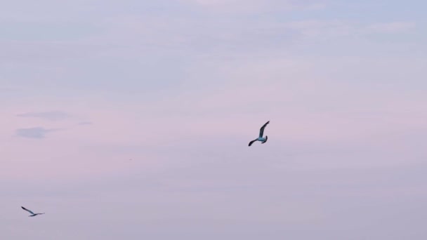 Martılar Mavi Gökyüzünde Uçar Deniz Kıyısında Mavi Güneşli Gökyüzünde Uçan — Stok video