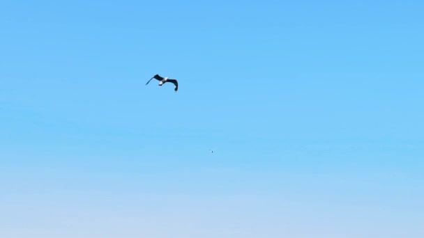 하늘에서 울음소리 Seagull — 비디오