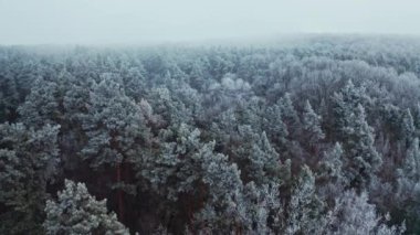 Karla kaplı orman. Kış manzarasının hava aracı görüntüsü