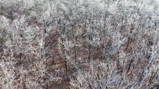 Natura Dalla Vista Volo Uccello Veduta Aerea Della Foresta Coperta — Video Stock