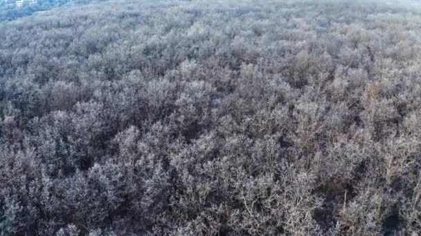 Paisagem Florestal Vista Aérea Vista Aérea Drone Paisagem Inverno — Vídeo de Stock
