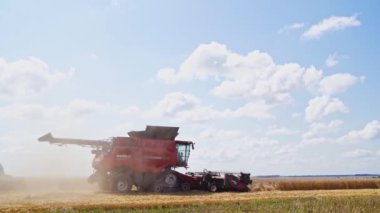 Hasatçı olgunlaşmış buğday topluyor. Buğday tarlasını hasat etmek