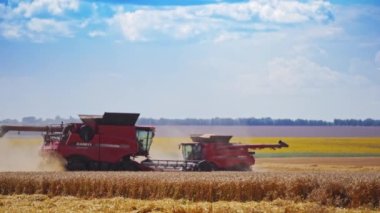 Tarımsal alanda birleşiyor. Buğday kesen iki hasatçı birleştirin.