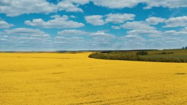Tecavüz tohumu tarlasının hava görüntüsü. Çiçek açan tarlaları olan güzel kırsal manzaranın havadan görünüşü