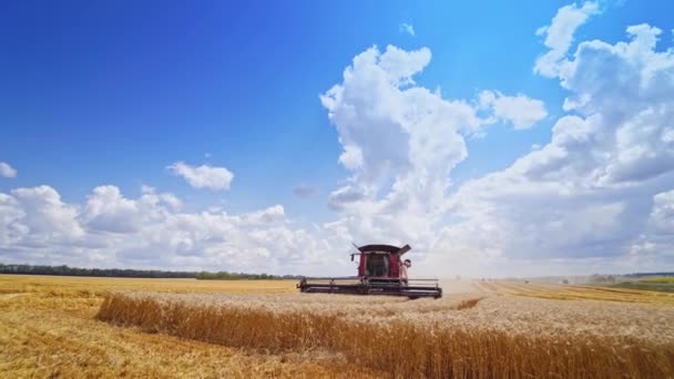 Сучасний Комбайн Збирає Пшеницю Збір Пшеничного Поля Комбайном — стокове відео
