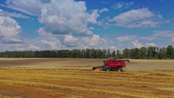 コンバインの産業風景 コバインハーベスターは小麦畑で働く — ストック動画