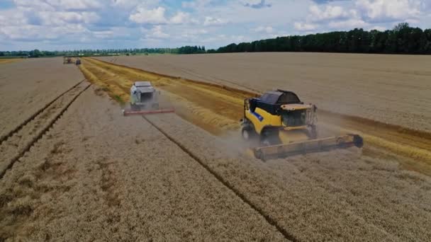 Pemandangan Udara Menggabungkan Gandum Hasil Panen Gabungan Pemanen Bekerja Ladang — Stok Video