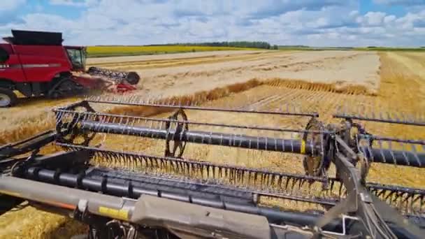 Єднайте Пшеничному Полі Красива Сільськогосподарська Сцена Сільськогосподарською Технікою — стокове відео