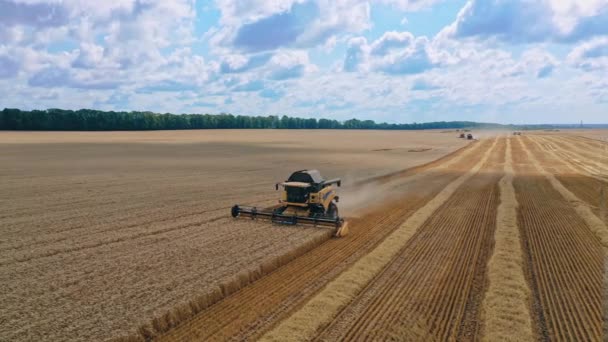 ハーベスターを組み合わせる 大きな小麦畑で作業するコンバインの空中ビュー — ストック動画
