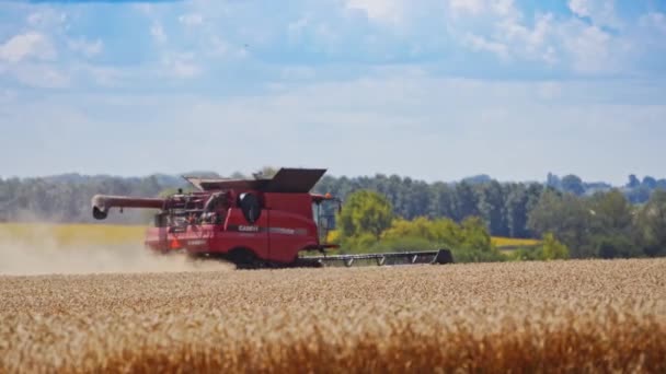 Сільськогосподарська Машина Збирає Урожай Робочий Збиральний Комбайн Галузі Пшениці — стокове відео