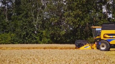 Hasat Buğday Buğdayını Birleştirmek. Modern biçerdöver iş başında