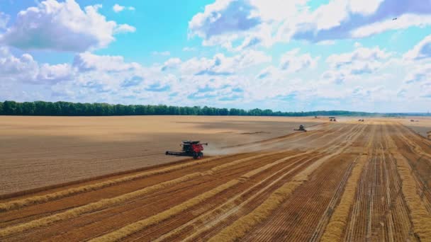 黄金の小麦畑を収穫する 小麦を収穫する産業機械の航空観察 — ストック動画