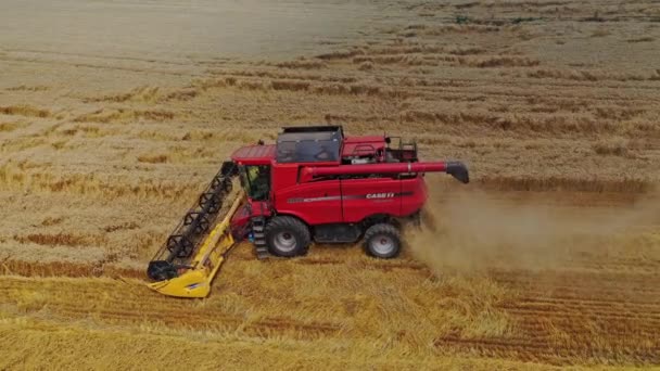 Buğday Hasadını Birleştir Buğday Tarlasında Çalışan Hava Görüntüsü — Stok video