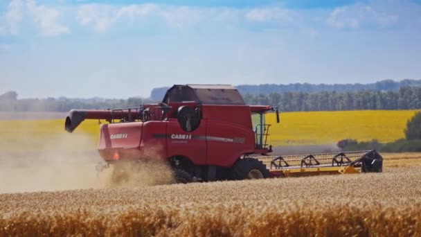 収穫する穀物 小麦畑で働くハーベスターを組み合わせる — ストック動画