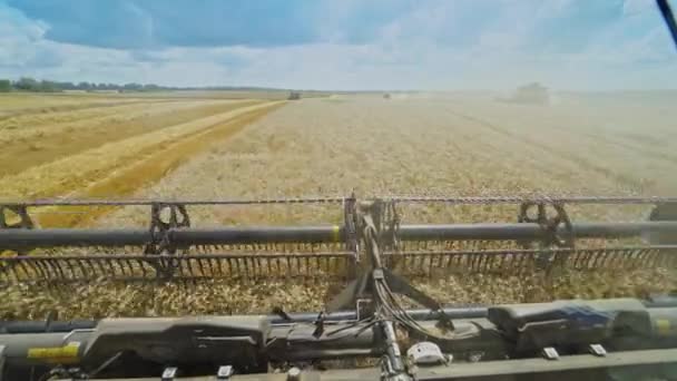 Збирання Пшеничного Поля Збиральна Машина Працює Полі — стокове відео