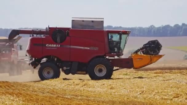 ゴールデン小麦畑で収穫する 作物の収穫分野でハーベスターを組み合わせる — ストック動画