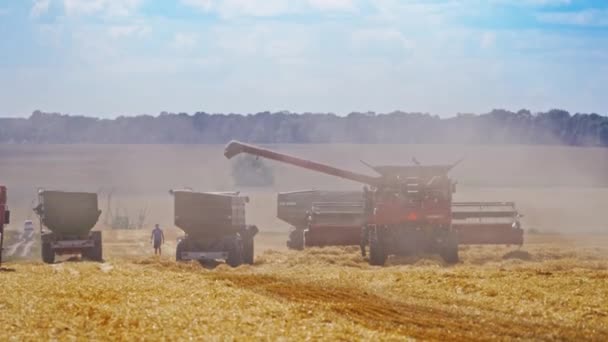 Харвестер Працює Трактором Пшеничному Полі Трактор Причепом Працює Тандемі Поряд — стокове відео