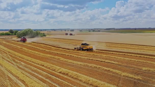 Combine Harvesting Wheat Field Modern Combine Harvester Working Wheat Field — Stock Video