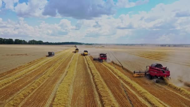 Сбор Урожая Пшеничном Поле Сельскохозяйственный Урожай Зерновых Комбайнами — стоковое видео